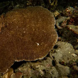 Discus Coral, photo 4