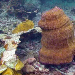 Discus Coral, photo 5