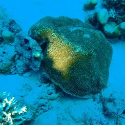 Discus Coral, photo 6