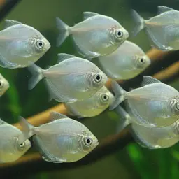 Discus Tetra, photo 5