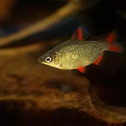 Silver Distichodus, photo 1