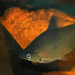 Silver Distichodus, photo 2