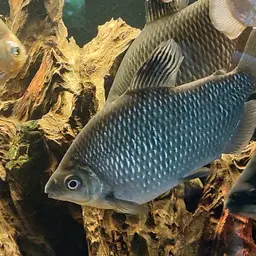 Silver Distichodus, photo 3