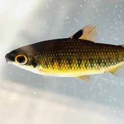 Dwarf Distichodus