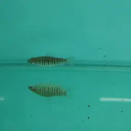 Many Barred Distichodus
