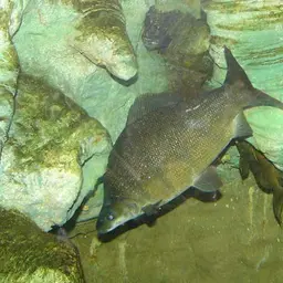 Longsnout Distichodus, photo 1