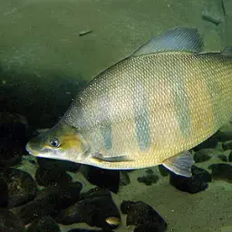 Longsnout Distichodus, photo 2