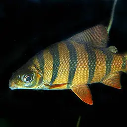 Six-banded Distichodus, photo 1