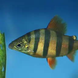 Six-banded Distichodus, photo 2