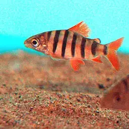 Six-banded Distichodus, photo 3