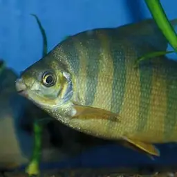 Six-banded Distichodus, photo 4