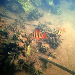 Six-banded Distichodus, photo 5