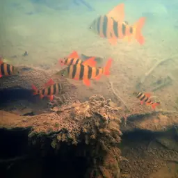Six-banded Distichodus, photo 6