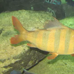 Six-banded Distichodus, photo 7