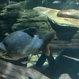 Six-banded Distichodus, photo 8