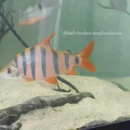Six-banded Distichodus, photo 9