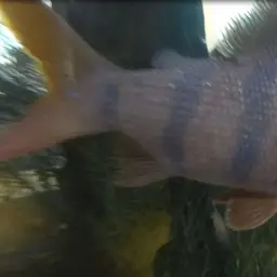Six-banded Distichodus, photo 10