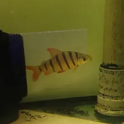 Six-banded Distichodus, photo 11