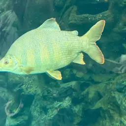 Six-banded Distichodus, photo 12