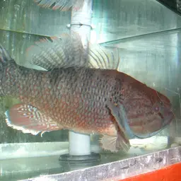Pacific Fat Sleeper, photo 4