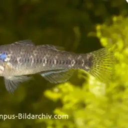 Sleeper Goby, photo 1