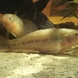 Sleeper Goby, photo 2
