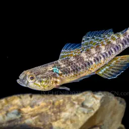 Sleeper Goby, photo 3