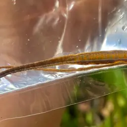 Longsnouted Pipefish, photo 1
