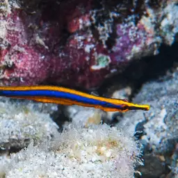 Bluestripe Pipefish