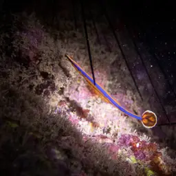 Bluestripe Pipefish, photo 2