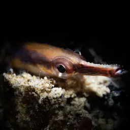 Bluestripe Pipefish, photo 3