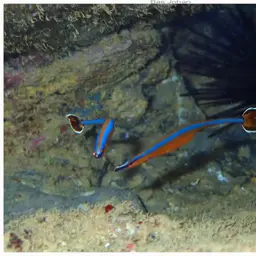 Bluestripe Pipefish, photo 4
