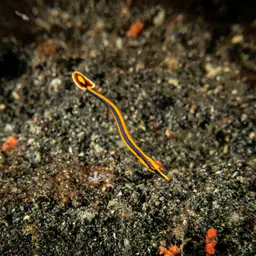 Bluestripe Pipefish, photo 5