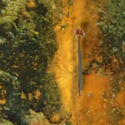 Bluestripe Pipefish, photo 7