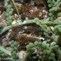 Bluestripe Pipefish, photo 8