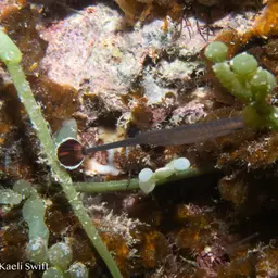 Bluestripe Pipefish, photo 9