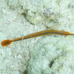 Bluestripe Pipefish, photo 10