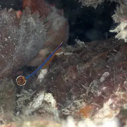 Bluestripe Pipefish, photo 11