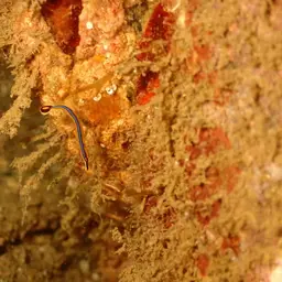 Bluestripe Pipefish, photo 12