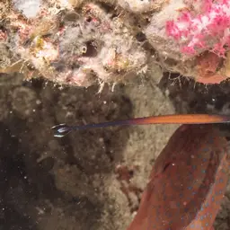 Cleaner Pipefish, photo 1