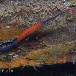 Cleaner Pipefish, photo 2
