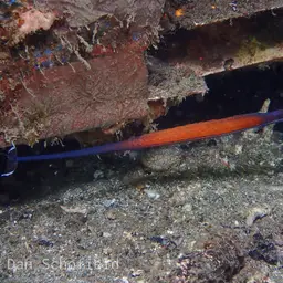 Cleaner Pipefish, photo 3
