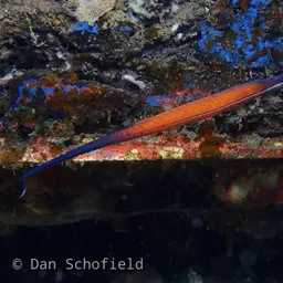 Cleaner Pipefish, photo 4