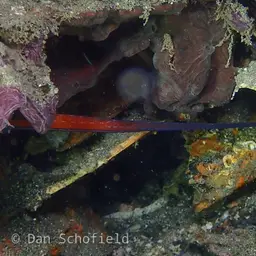 Cleaner Pipefish, photo 5