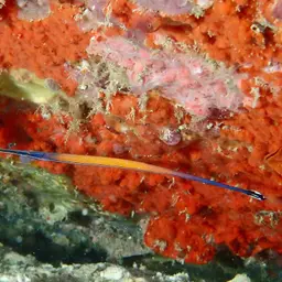Cleaner Pipefish, photo 6