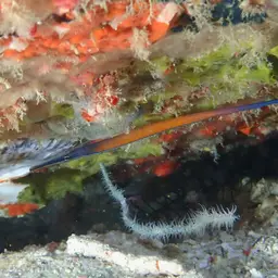 Cleaner Pipefish, photo 7