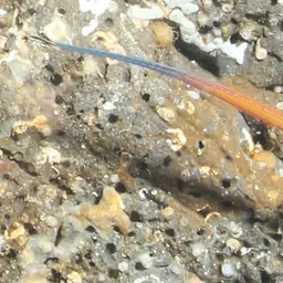Cleaner Pipefish, photo 8
