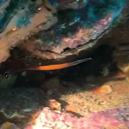 Cleaner Pipefish, photo 9