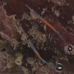 Cleaner Pipefish, photo 10