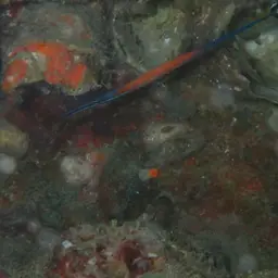 Cleaner Pipefish, photo 11